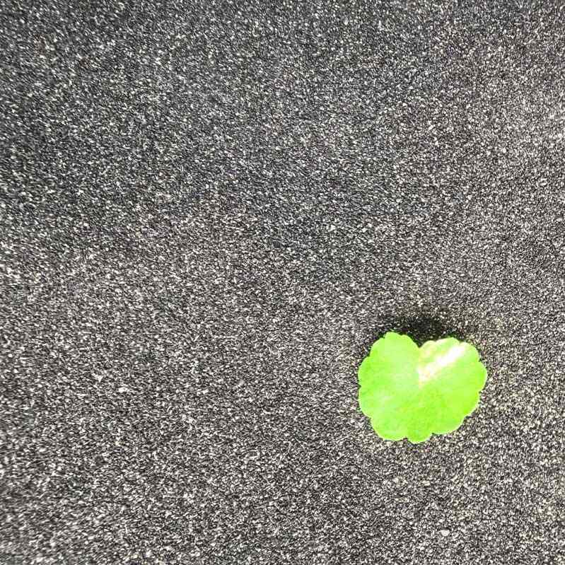 ऊर्जा भंडारण नारियल शैल सक्रिय कार्बन